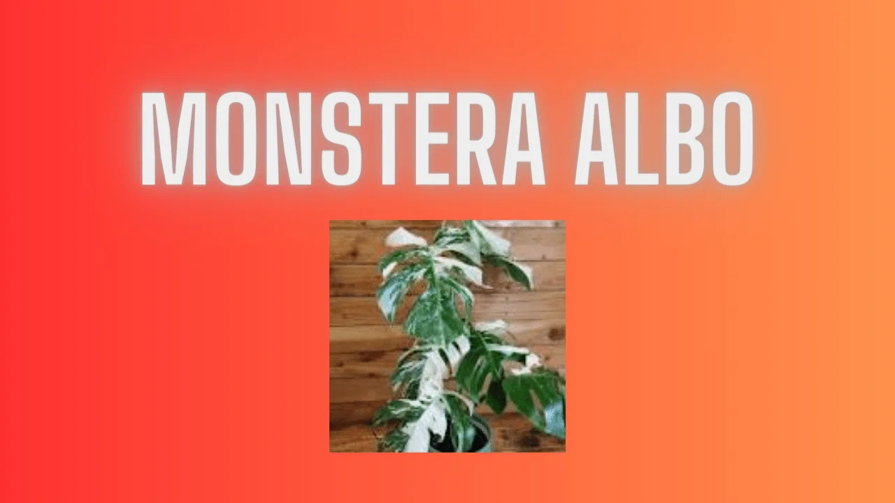 Monstera Albo