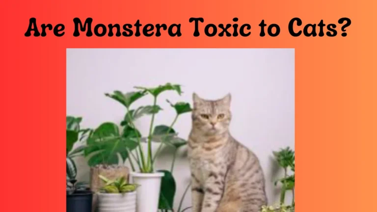 Are Monstera Toxic to Cats?