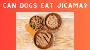 Can Dogs Eat Jicama?