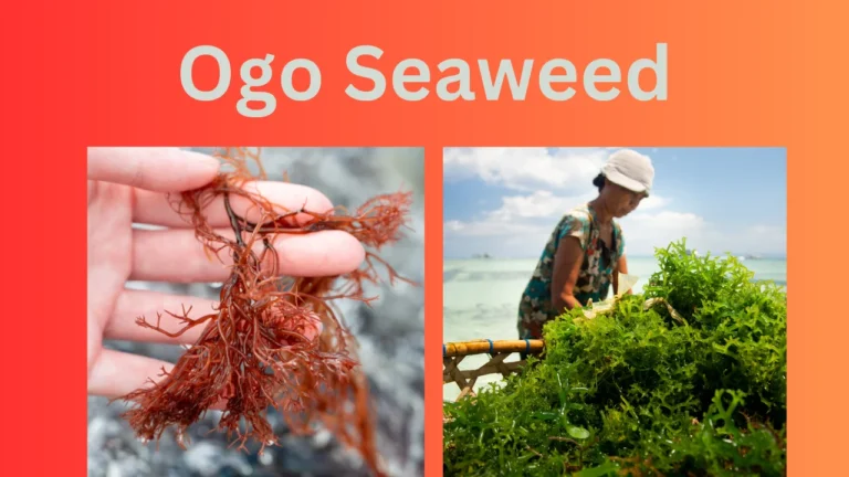 Ogo Seaweed: Information and Facts