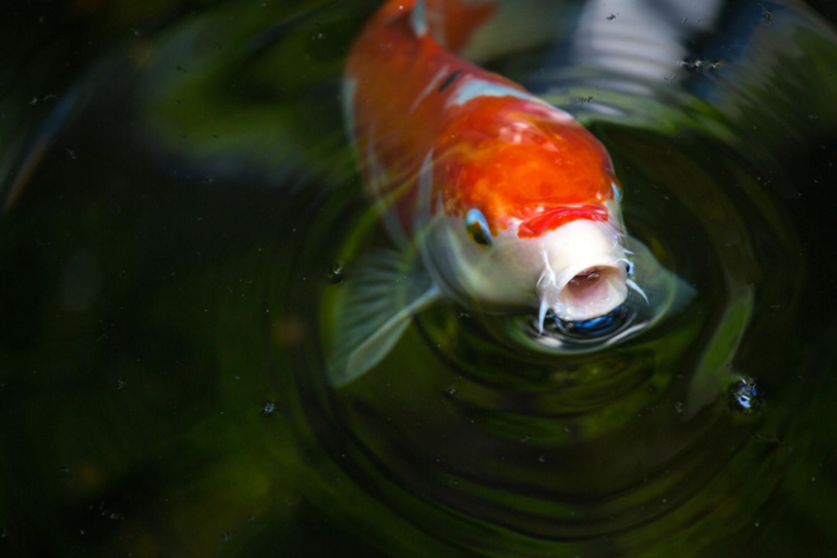 Do Goldfish Need a Filter? The Essential Guide for Healthy Tanks