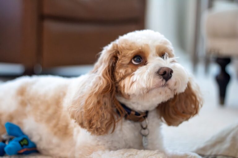 Cavapoo Puppy Training: How to Start on the Right Paw