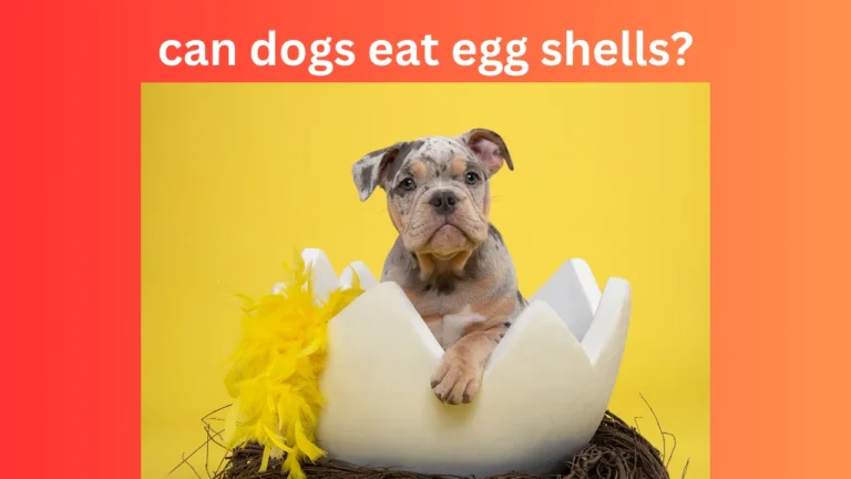 Can Dogs Eat Egg shells?