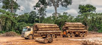 From Forest to Front Porch: Tracing the Origins of Ipe Wood Supply Chains