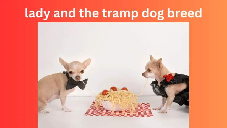 Lady and the Tramp Dog Breed