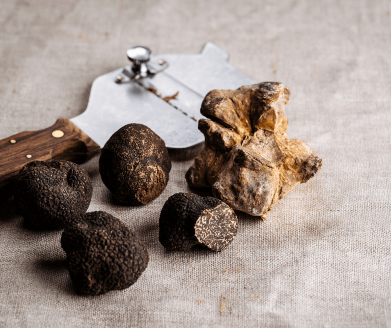 Truffles 101: A Beginner’s Guide to the World’s Most Prized Fungus