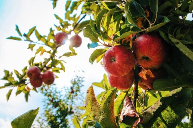 Blossoms to Banquets Crafting Your Stunning Edible Landscape