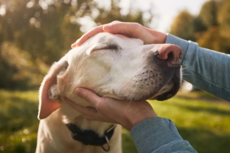 Adopting a Senior Pet: Challenges and Rewards